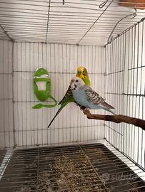 Una bella coppia di Cocorite