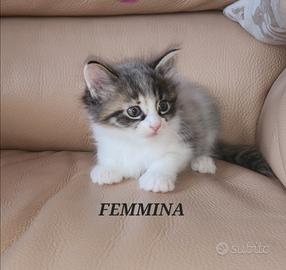Animali