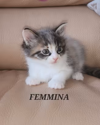Animali