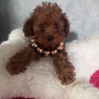 Femmina di barboncino mini Toy Red