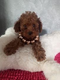 Femmina di barboncino mini Toy Red