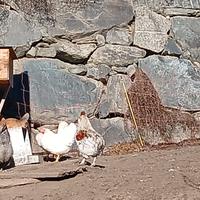 Galli per esubero 25 euro l'uno