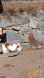 Galli per esubero 25 euro l'uno