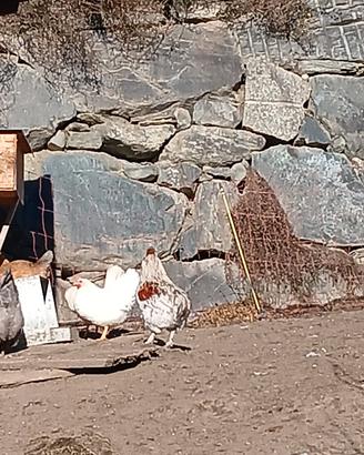 Galli per esubero 25 euro l'uno