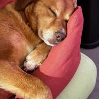 Paperina 6 anni 16 kg socievole