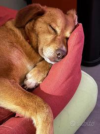 Paperina 6 anni 16 kg socievole