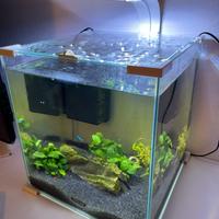 Acquario zolux 30litri con pesci e piante