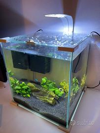 Acquario zolux 30litri con pesci e piante