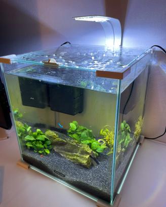 Acquario zolux 30litri con pesci e piante