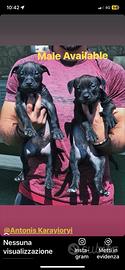 Disponibili Due Maschi Pitbull Adba