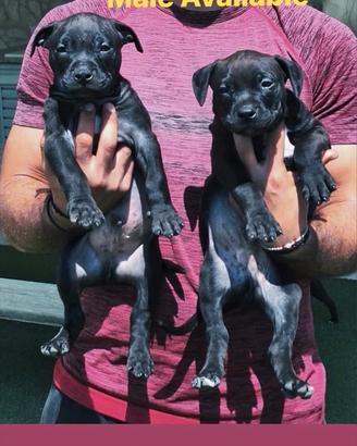 Disponibili Due Maschi Pitbull Adba