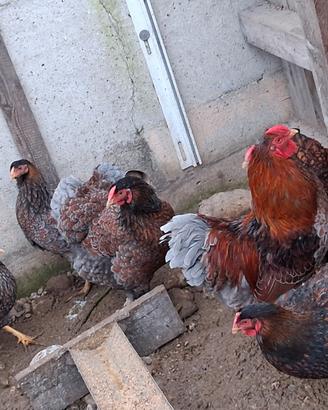 Galline