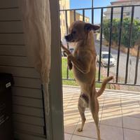 Chihuahua