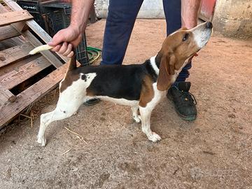 Cane da caccia