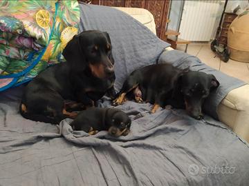 Cucciola di bassotto