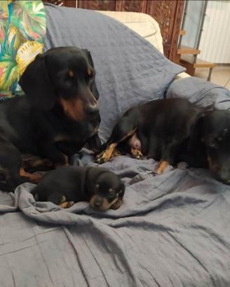 Cucciola di bassotto
