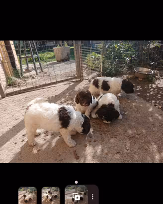 cuccioli di lagotto romagnolo 