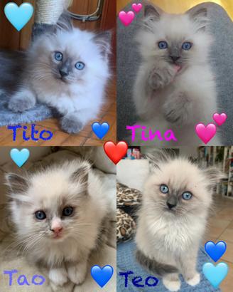 Cuccioli Ragdoll Stupendi
