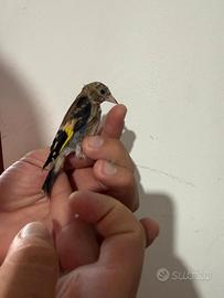 Cardellino