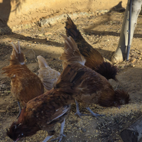 Padovane ciuffate camoscio e rosso