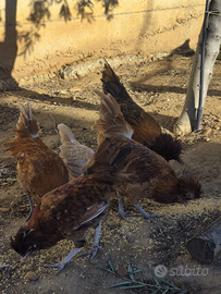 Padovane ciuffate camoscio e rosso