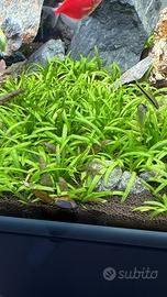 Prato sagittaria subulata+ piante Cryptocoryne