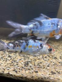 Carpe shubunkin colore calico