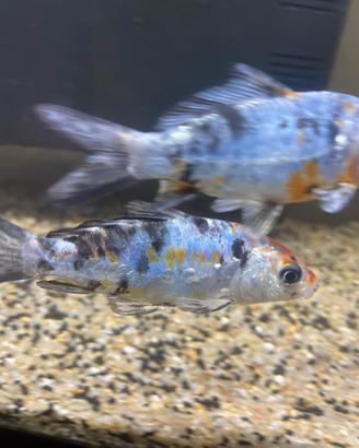 Carpe shubunkin colore calico