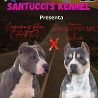 Cuccioli di pitbull