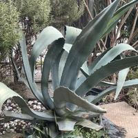 Pianta aloe
