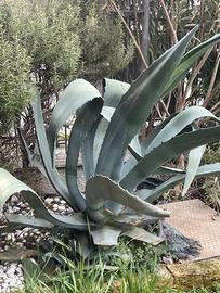 Pianta aloe