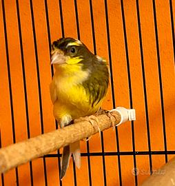 Timbrado spagnolo con gabbia 75x45