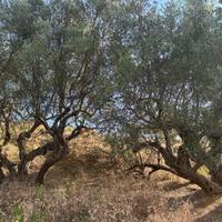 Alberi di ulivo secolari