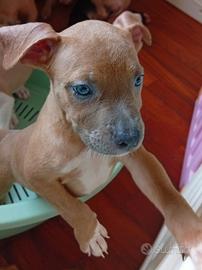 Cucciola Blue Fawn American Pitbull terrier
