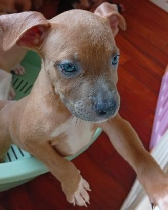 Cucciola Blue Fawn American Pitbull terrier