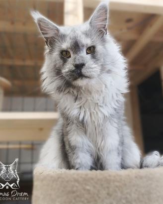 Maine Coon maschio in Rehoming