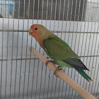 Coppia di roseicollis portatori di fa e ino NT