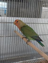 Coppia di roseicollis portatori di fa e ino NT