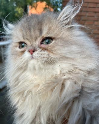 Cucciolo persiano blu golden con pedigree