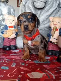 Bassotta arlecchino piebald