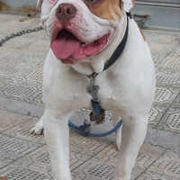 Bulldog Americano Monta American Bulldog