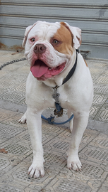 Bulldog Americano Monta American Bulldog