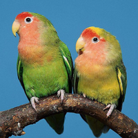 Inseparabile roseicollis