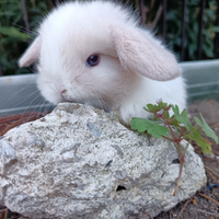 Minilop puri con libretto , vaccino socializzati i