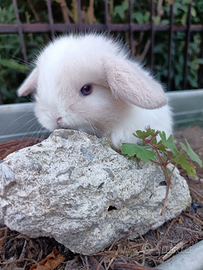 Minilop puri con libretto , vaccino socializzati i