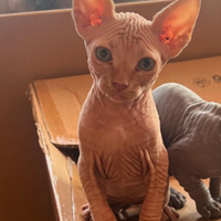 Cucciolo di gatto nudo SPHYNX