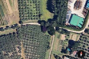 Terreno agricolo Oliveto 