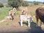 Immagine 5
