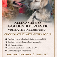 Femmine golden retriever