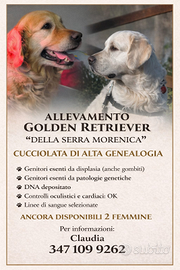 Femmine golden retriever